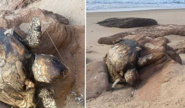 Arbus, tartaruga Caretta Caretta trovata morta con un amo conficcato in bocca