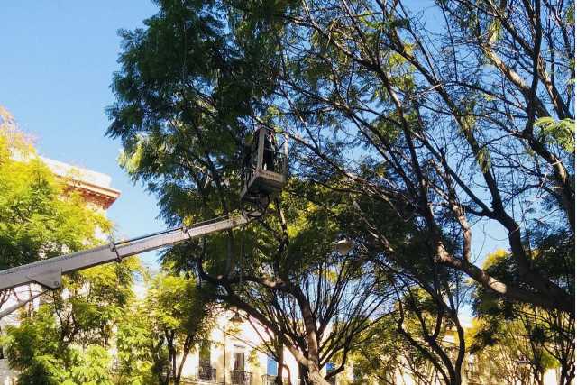 Cagliari, potatura degli alberi in viale Merello: ecco come cambia il traffico