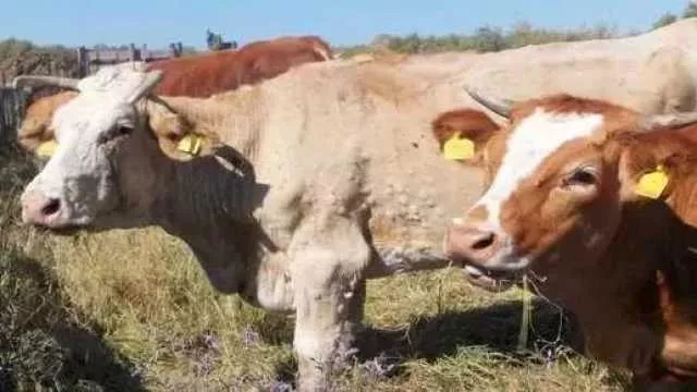 Emergenza dermatite bovina: dopo lo scontro, maggioranza e opposizione lavorano assieme
