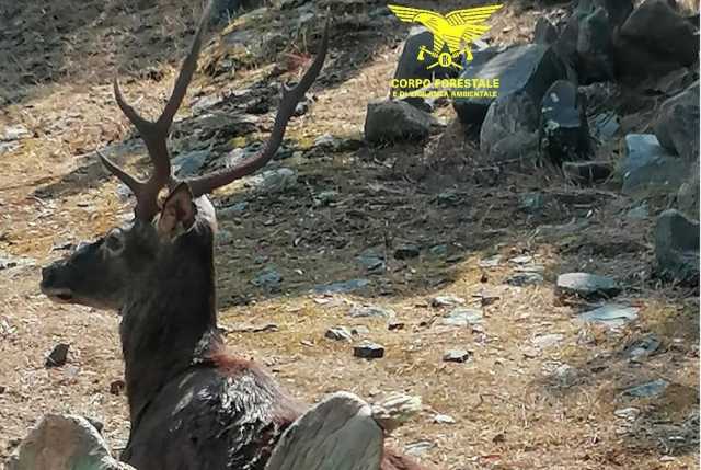 Esemplare di cervo sardo ucciso a fucilate da un bracconiere: il dramma nelle campagne di Uta
