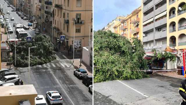 Cagliari, crolla un grosso albero in via Sant'Avendrace: coinvolte un'edicola e auto parcheggiate (Video)