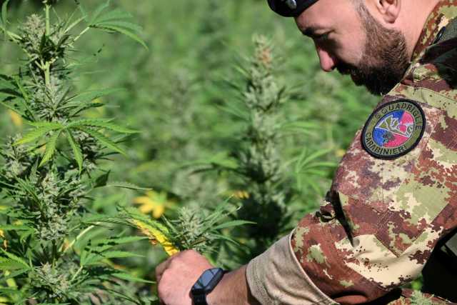 Loculi, avrebbero coltivato 400 piante di canapa: altri due arresti 