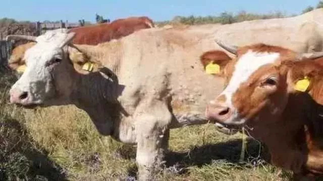 Dermatite nodulare, già vaccinati il 52% dei bovini nel sassarese