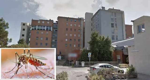 Due nuovi casi accertati di Febbre del Nilo nell'oristanese: 85enne e 66enne in ospedale
