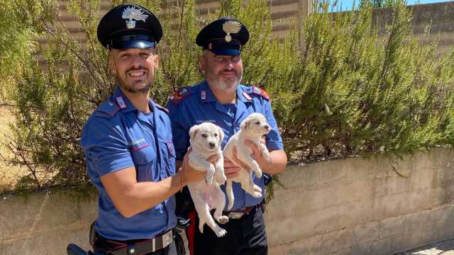 Due cuccioli di maremmano abbandonati a Villamassargia: recuperati dai carabinieri