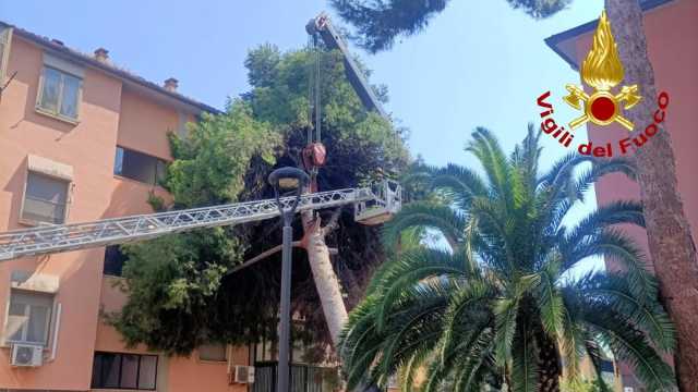 Assemini, albero cade su una palazzina: danneggiati balconi e sfondata una vetrata