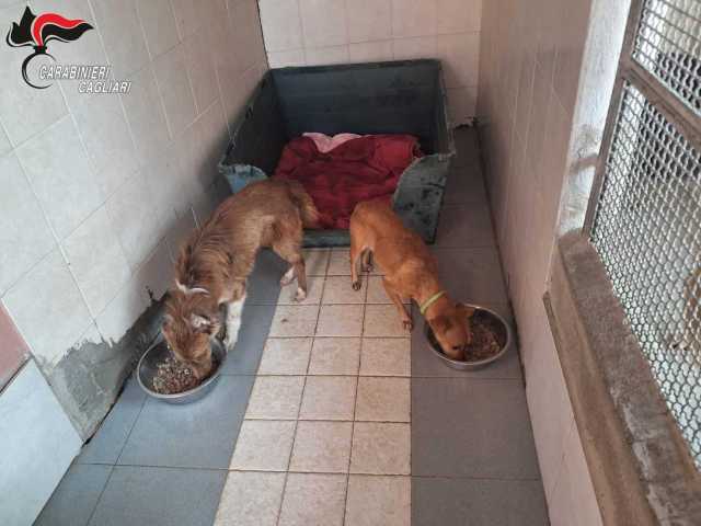 Guasila, i carabinieri salvano due cani maltrattati: denunciato 70enne