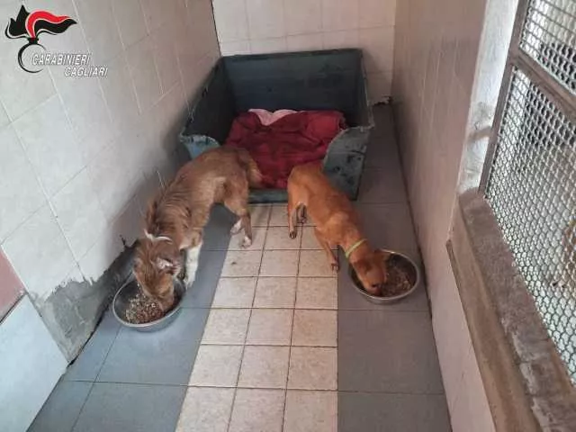 Guasila, i carabinieri salvano due cani maltrattati: denunciato 70enne