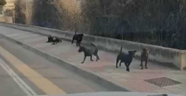 Cani randagi in via Newton, la polizia locale di Cagliari: 