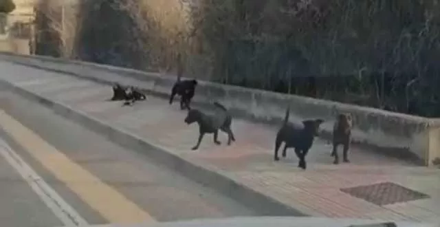 Cani randagi in via Newton, la polizia locale di Cagliari: 