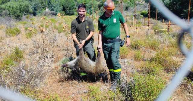 Pula, salvati due cinghiali intrappolati dentro un laghetto a 