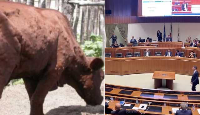 Niente accordo sull'emergenza per la dermatite bovina, il provvedimento slitta a settembre