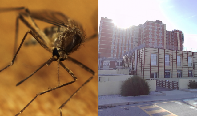 West Nile, dodicesimo caso in Sardegna: donna ricoverata al San Francesco di Nuoro