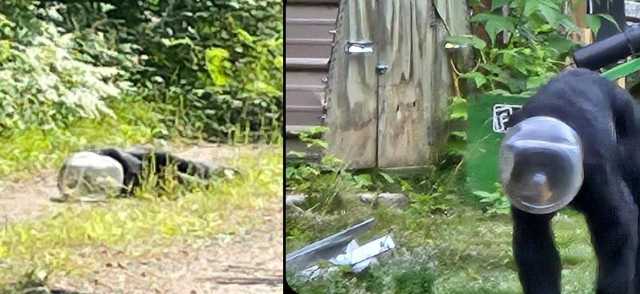 Resta con la testa incastrata in un barattolo: orso liberato dopo oltre 10 giorni
