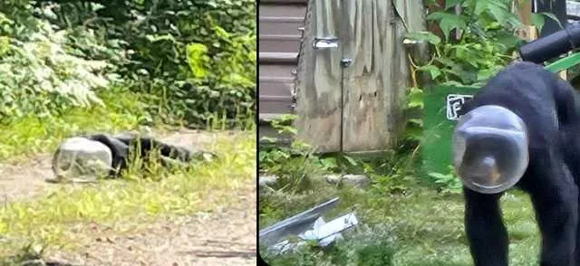 Resta con la testa incastrata in un barattolo: orso liberato dopo oltre 10 giorni