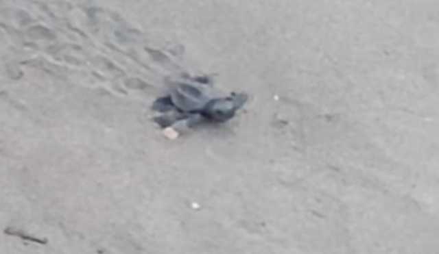 La corsa della tartaruga Caretta Caretta verso il mare: a Maladroxia la schiusa (Video)