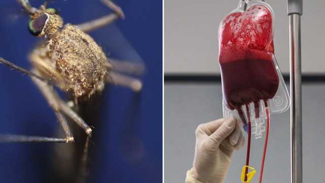 Dona il sangue e scopre di essere positivo al West Nile: il nuovo caso (asintomatico) a Oristano