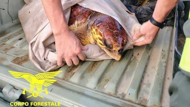 Caretta caretta di 30 anni ferita da un'elica: pescatori e corpo forestale la salvano a Teulada