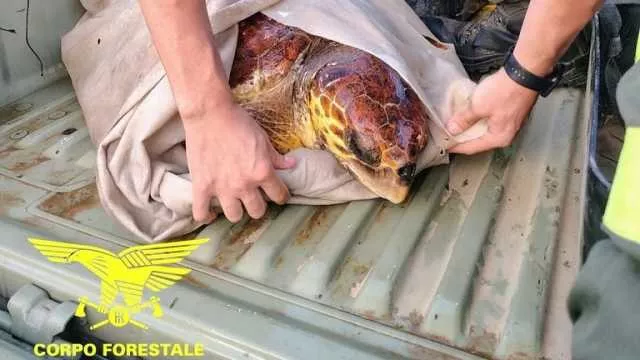 Caretta caretta di 30 anni ferita da un'elica: pescatori e corpo forestale la salvano a Teulada