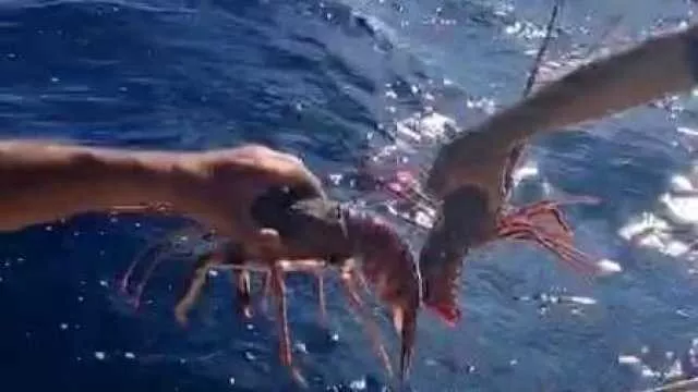 Villaputzu, 10 chili di aragoste e molluschi protetti liberati in mare: pescatori nei guai