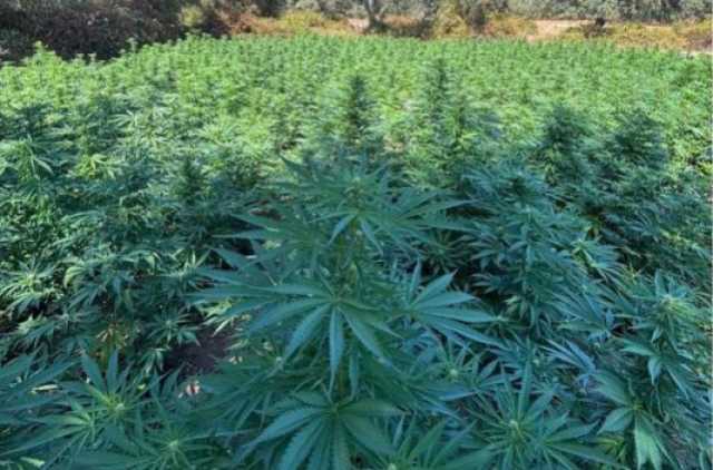 Un campo di piante di cannabis da 2 ettari: la scoperta tra Luras e Luogosanto
