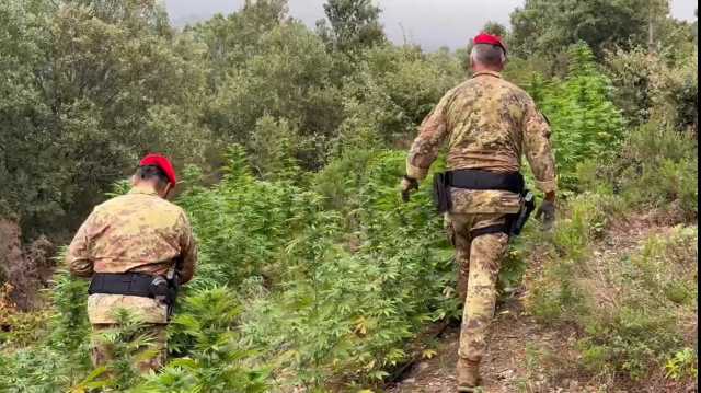 Una piantagione di cannabis nascosta tra la vegetazione a Desulo: in manette un ventenne