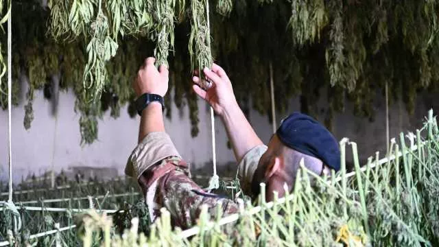 Operazioni antidroga nel nuorese: scoperte due piantagioni di marijuana: 3 arresti