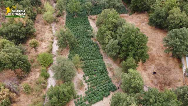 Scoperta una grossa piantagione di cannabis a Fonni: sequestrate due tonnellate e mezzo di droga