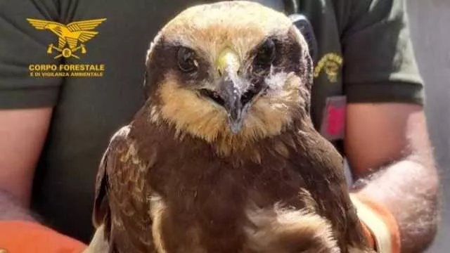 Siapiccia, falco della palude affaticato e in difficoltà: salvato dal corpo forestale