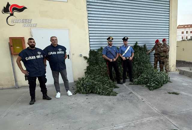 Bottidda, scoperte quasi trecento piante di cannabis in un terreno: arrestato un uomo