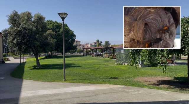 Invasione di vespe a Cagliari? “Ora sopralluoghi in tutti i parchi”