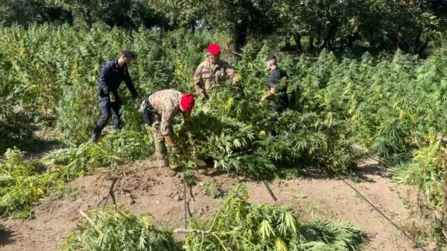 Oschiri, smantellata maxi coltivazione da 400 piante di marijuana: 3 arresti