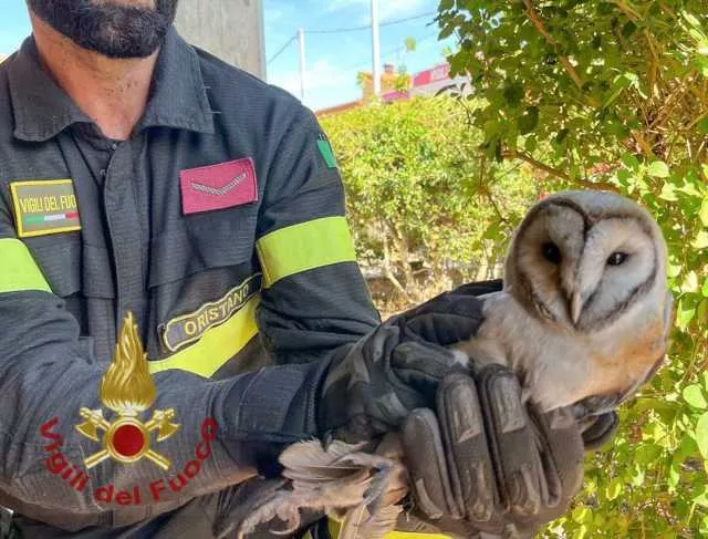 Barbagianni resta incastrato dentro una canna fumaria nell'Oristanese: salvato dai vigili del fuoco