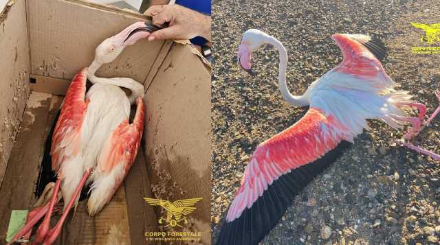 Cagliari, paura per un fenicottero gravemente ferito recuperato nella laguna di Santa Gilla