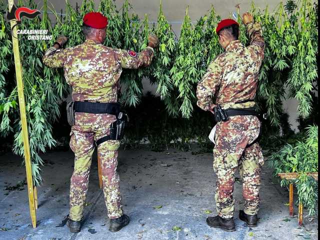 Ghilarza, scoperta una coltivazione di canapa con 350 piante: un arresto