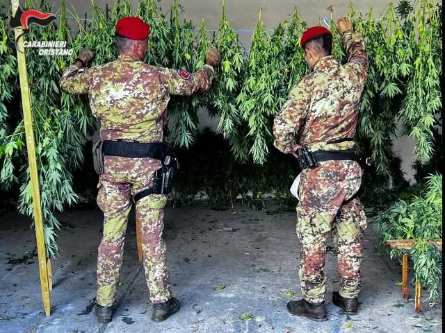 Ghilarza, scoperta una coltivazione di canapa con 350 piante: un arresto
