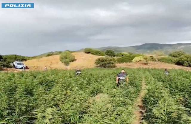 Olzai, scoperta una maxi coltivazione con 5 tonnellate di marijuana