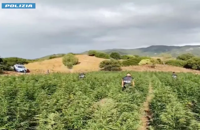 Olzai, scoperta una maxi coltivazione con 5 tonnellate di marijuana