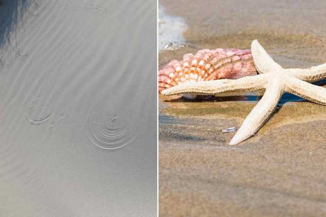 In vendita online sabbia, conchiglia e stella marina rubate dalle spiagge sarde: la denuncia