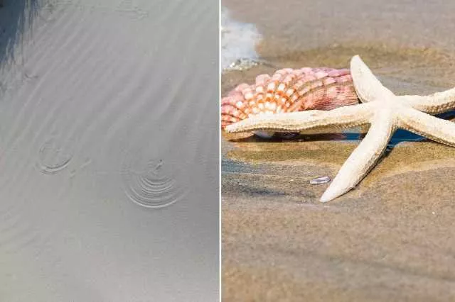 In vendita online sabbia, conchiglia e stella marina rubate dalle spiagge sarde: la denuncia