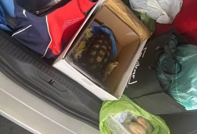 Olbia, turisti sorpresi al porto con una tartaruga nel bagagliaio dell'auto e ciottoli prelevati dalle spiagge 