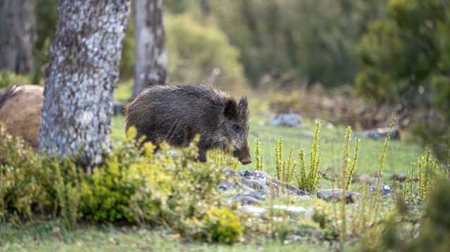 Contenimento fauna selvatica, ok alle linee guida: 