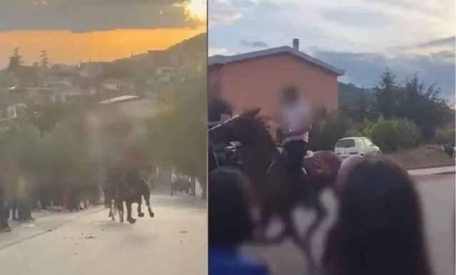 Cavalli A Orani Orani, il Comune: