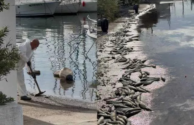 Cagliari, tanfo e aria irrespirabile a Su Siccu dopo la moria di pesci: operatori al lavoro per la rimozione