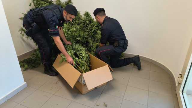 Sestu, scoperta una coltivazione di cannabis in una serra: arrestato un operaio