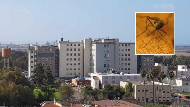 Due nuovi positivi alla Febbre del Nilo in Sardegna: salgono a 37 i casi sintomatici