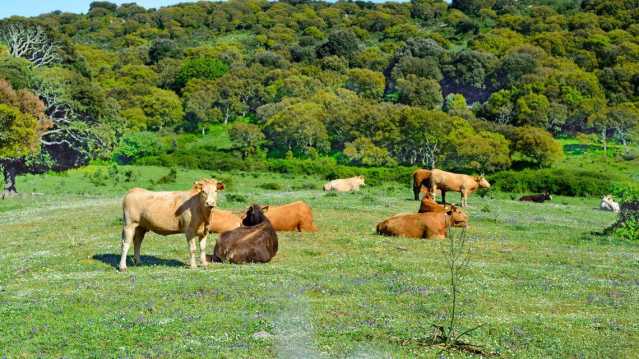 Dermatite bovina, un milione di euro per le imprese: 
