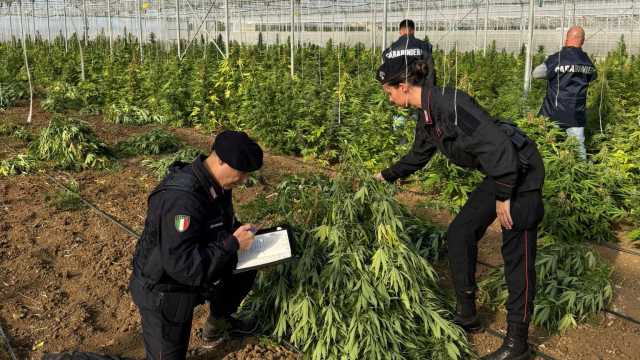 CANNABIS SEQUESTRATA MONASTIR Monastir, scoperta una maxi piantagione di cannabis con migliaia di piante: sei arresti