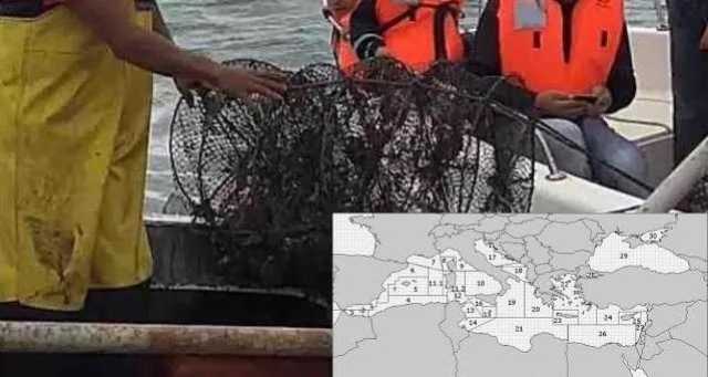 Stop pesca riproduttori di nasello sino al 30 novembre, Sorgia: 