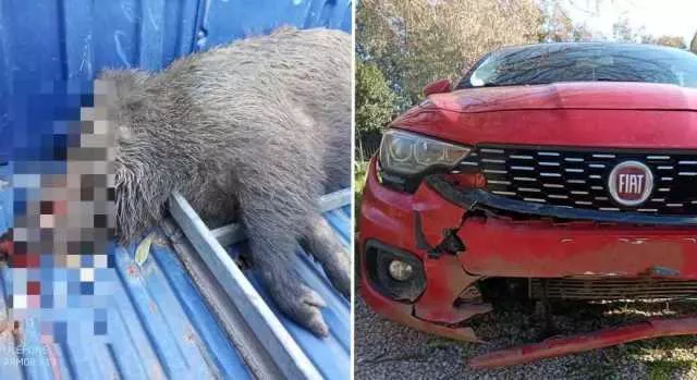 Incidenti stradali causati dalla fauna selvatica: la Regione stanzia quasi 500mila euro per i Comuni più colpiti